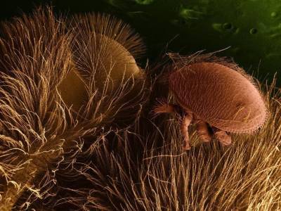 Обнаружен гриб, убивающий опасного паразита пчел - polit.ru