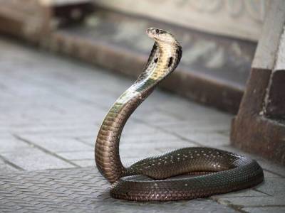 Индия - В Индии мужчина съел ядовитую змею, чтобы защитить себя от коронавируса - skuke.net - Китай