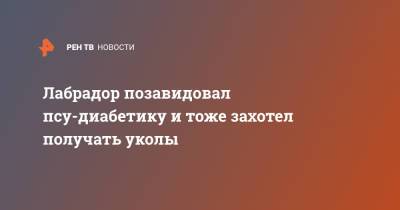 Лабрадор позавидовал псу-диабетику и тоже захотел получать уколы - ren.tv