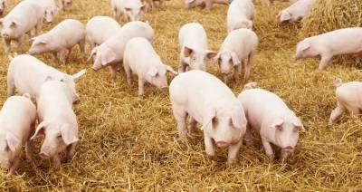 Мировое производство свиней увеличится на 15 % в 2021 году - produkt.by - Китай