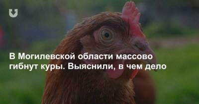 В Могилевской области массово гибнут куры. Выяснили, в чем дело - news.tut.by