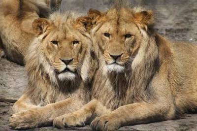Индия - Восемь львов заразились COVID-19 в индийском зоопарке - argumenti.ru - Хайдарабад