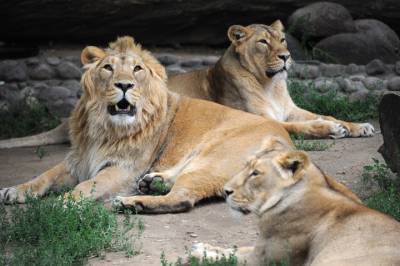 Коронавирус выявили у восьми львов в зоопарке в Индии - vm.ru - Нью-Йорк - Хайдарабад