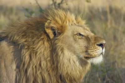 Коронавирус зафиксировали у восьми львов в зоопарке в Индии - mk.ru - Нью-Йорк