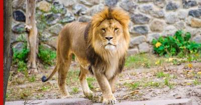 Индия - Восемь львов стали первыми дикими животными с коронавирусом в Индии - profile.ru - Нью-Йорк - Хайдарабад