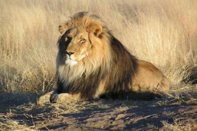 В зоопарке Индии восемь львов заразились коронавирусом - govoritmoskva.ru - Нью-Йорк - Хайдарабад