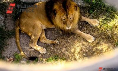 «Раньше такого не было»: в индийском зоопарке COVID-19 выявлен у тигров и львов - fedpress.ru - Россия - Нью-Дели - Хайдарабад