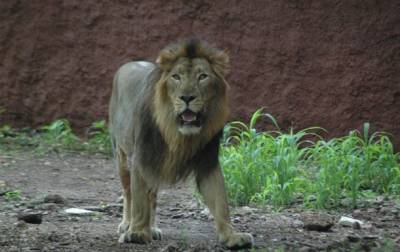 Индия - В Индии восемь львов заразились коронавирусом - korrespondent.net - Нью-Йорк - Хайдарабад