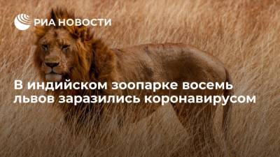 Индия - В индийском зоопарке восемь львов заразились коронавирусом - ria.ru - Нью-Йорк - Гонконг - Гонконг - Нью-Йорк - Нью-Дели - Хайдарабад