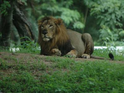 Индия - В Индии восемь львов заразились коронавирусом – СМИ - gordonua.com - Нью-Йорк - Гонконг