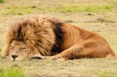 В зоопарке Индии восемь львов заразились коронавирусом - gazeta.a42.ru - Нью-Йорк - Гонконг - Хайдарабад