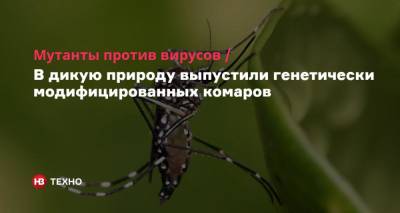 Мутанты против вирусов. В дикую природу выпустили генетически модифицированных комаров - nv.ua - Сша - Бразилия - штат Флорида - Малайзия - Панама