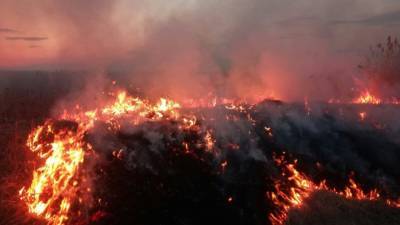В Тюмени рядом с городом горит трава, за сутки в регионе произошло 88 пожаров - newdaynews.ru - Тюменская обл. - Тюмень