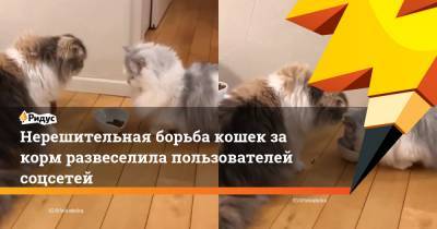 Нерешительная борьба кошек за корм развеселила пользователей соцсетей - ridus.ru