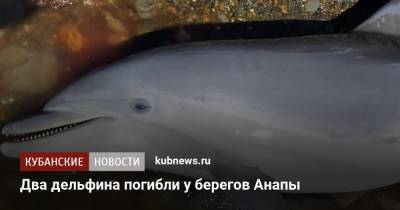Два дельфина погибли у берегов Анапы - kubnews.ru - Краснодарский край - Анапа