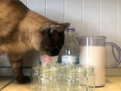Ученые перечислили неожиданные эффекты употребления молочных продуктов - ufacitynews.ru