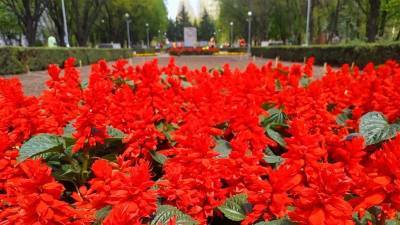 На найбільшій міській клумбі висадять близько 19 тисяч квітів - inform.zp.ua - місто Запоріжжя