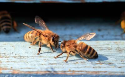Пчел научили распознавать COVID-19 за считанные секунды - techno.bigmir.net