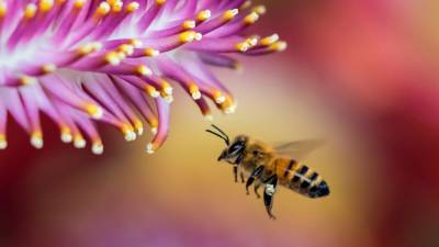 Иван Павлов - Нидерландские ученые представили новый метод диагностики COVID-19 с помощью пчел - nation-news.ru