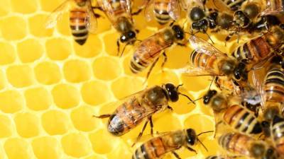 Нидерландские исследователи научили пчел выявлять коронавирус - inforeactor.ru