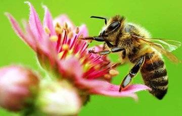Пчел научили моментально определять коронавирус - charter97.org