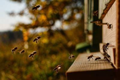 В Нидерландах пчел обучили распознавать коронвирус по запаху - actualnews.org