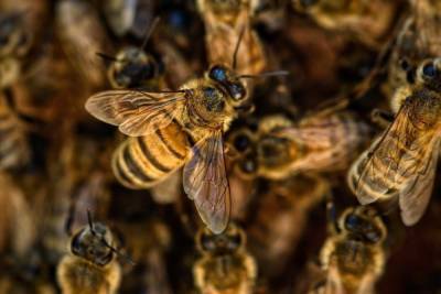 В Нидерландах ученые научили пчел выявлять коронавирус в крови человека - mk.ru