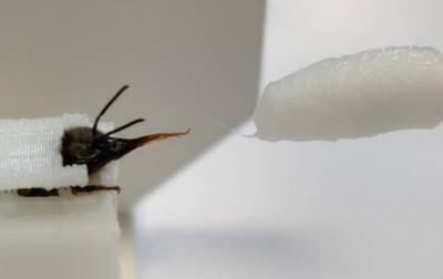 Ученые научили пчел выявлять коронавирус по запаху - korrespondent.net