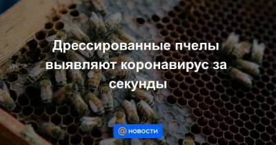 Дрессированные пчелы выявляют коронавирус за секунды - news.mail.ru