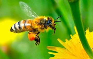 Как пчел научили «диагностировать» коронавирус - charter97.org