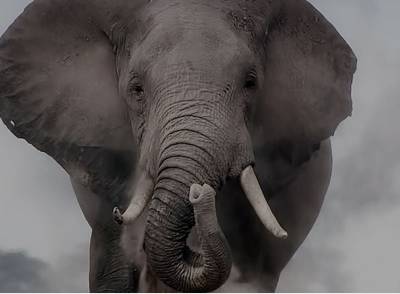 В Штатах слониха подала в суд на зоопарк. Иск приняли к рассмотрению - bloknot.ru - Сша - Нью-Йорк
