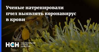 Ученые натренировали пчел выявлять коронавирус в крови - nsn.fm