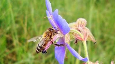 Ученые из Нидерландов научили пчел выявлять коронавирус - mir24.tv