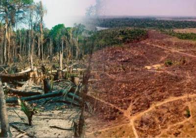 Жаир Болсонар - Жаир Болсонару - В бразильской Амазонии продолжают расти темпы вырубки лесов - argumenti.ru - Бразилия