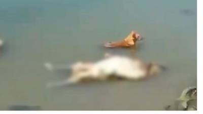 Индия - В Индии из реки Ганг выловили шесть тел умерших от COVID-19 - piter.tv