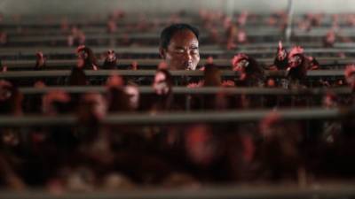 В КНР первый случай заражения человека разновидностью птичьего гриппа - svoboda.org - China - провинция Цзянсу - Чжэньцзян