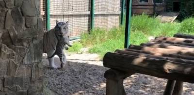 В бердянском зоопарке разгуливала белая тигрица (ВИДЕО) - inform.zp.ua - Запорожье