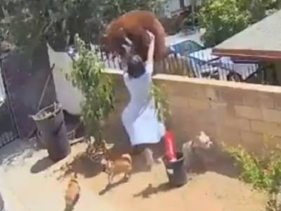 Видео: девушка столкнула с забора медведицу, защищая своих собак - rosbalt.ru - штат Калифорния