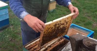 В Ровенской области пчелы насмерть зажалили мужчину, медики оказались бессильны - focus.ua