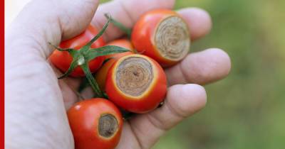 Парниковый эффект: как спасти от болезней томаты в теплице - profile.ru