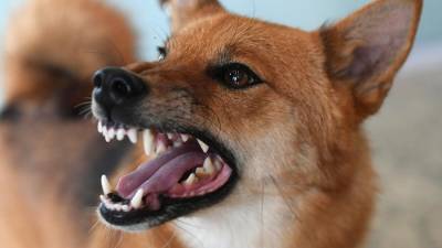 В США с июля ввели временный запрет на ввоз собак из-за бешенства - iz.ru - Израиль