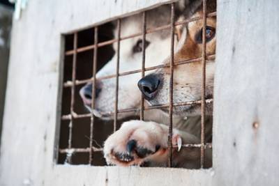 США запретят ввоз собак из России - lenta.ru - Россия - Китай - Саудовская Аравия - Куба - Бразилия - Эквадор