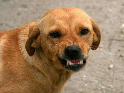 В США временно запретят ввоз собак из 113 стран из-за бешенства - rosbalt.ru