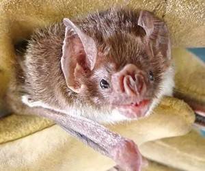 У летучих мышей обнаружили новый коронавирус - goodnews.ua - Китай