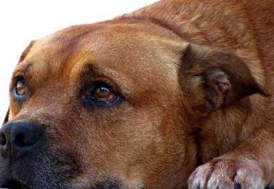 США ввели запрет на ввоз собак из ряда стран, включая Украину - facenews.ua - с. 14 Июля