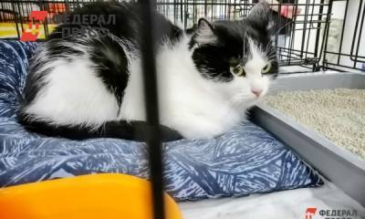 В Челябинске начали вакцинировать от коронавируса собак и кошек - fedpress.ru - Челябинск