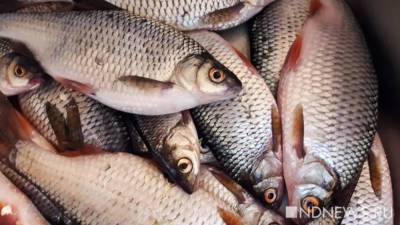 На Ямале началась летняя путина: рыбаки готовятся добыть 4000 тонн рыбы - newdaynews.ru - округ Янао