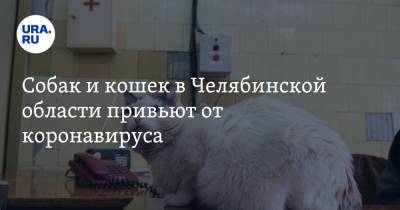 Собак и кошек в Челябинской области привьют от коронавируса - ura.news - Челябинск - Челябинская обл.
