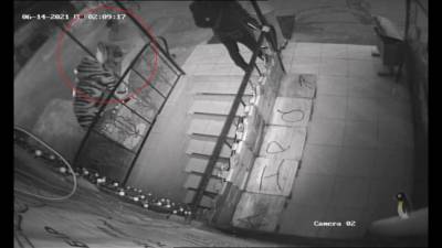 Мужчина оторвал голову тигру, стоявшему на входе в петербургское кафе - abnews.ru - Санкт-Петербург - район Невский, Санкт-Петербург