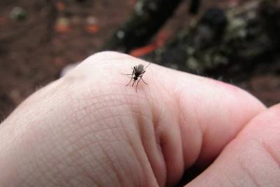 Экологи предупреждают: комары могут стать круглогодичной проблемой - volg.mk.ru - штат Флорида